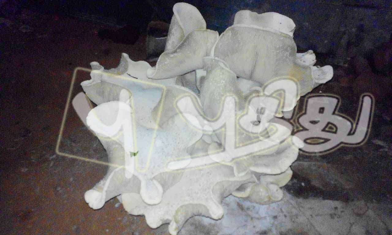 ஒரே முளையில் 08 காளான்கள், டிக்கோயா ஆலயத்தில் அதிசயம்