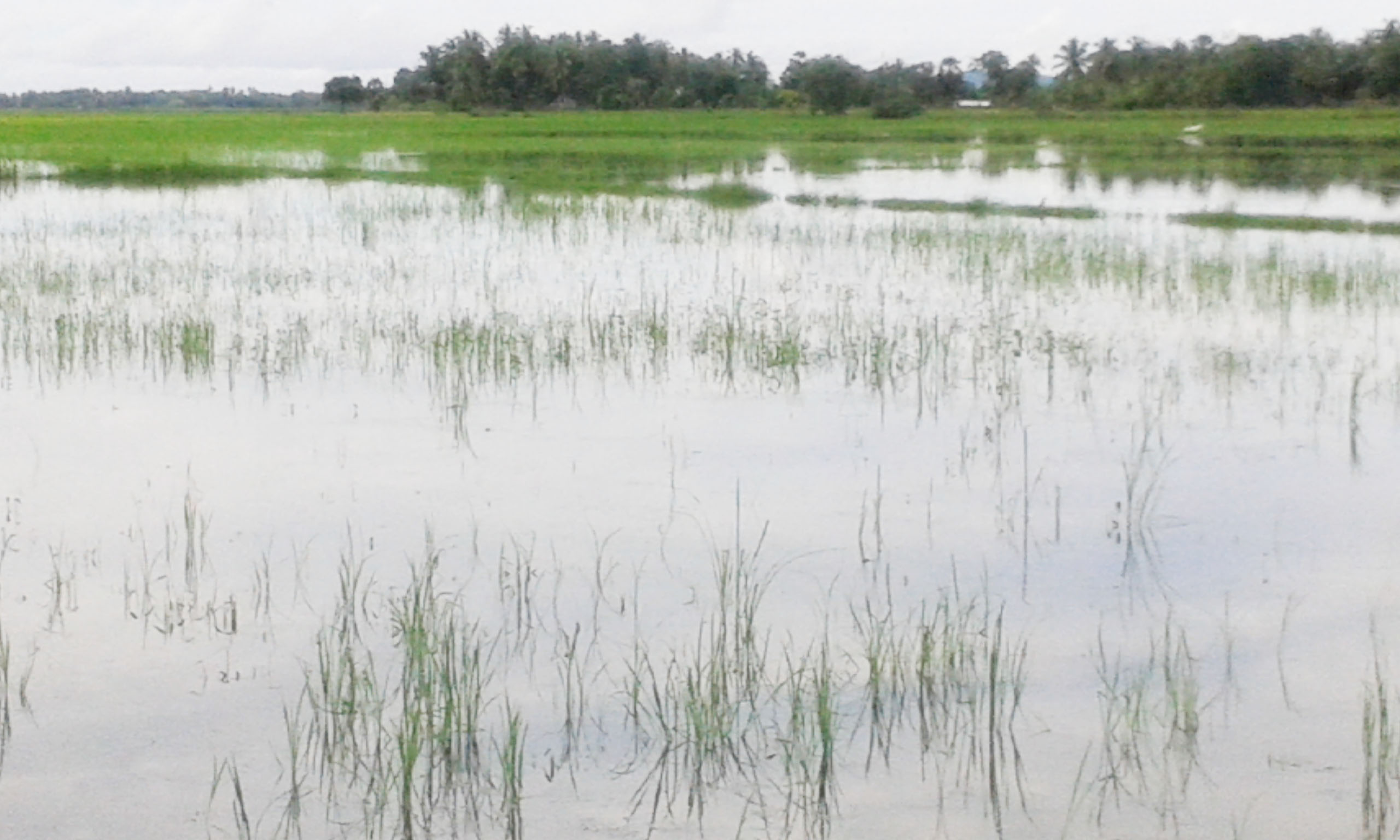அம்பாறை மாவட்டத்தில் 4301 ஹெக்டயர் நெல்வயல்கள் பாதிப்பு