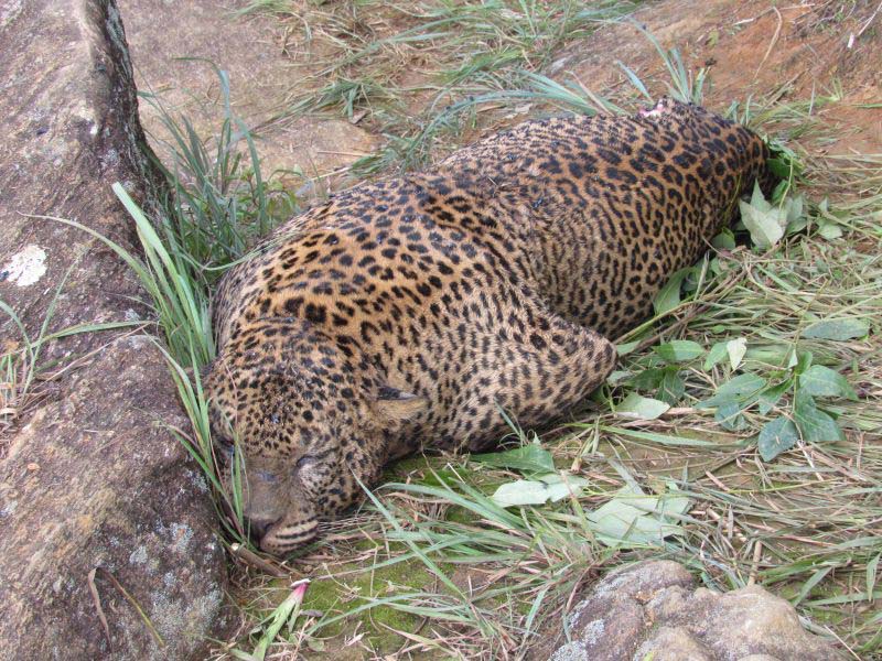 Leopard - 066