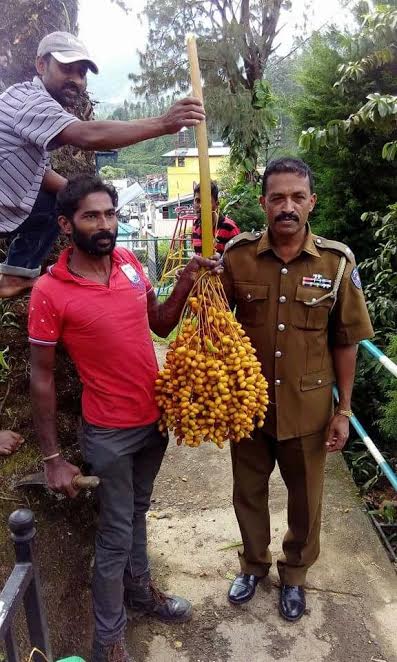 குளிர்ப் பிரதேசத்தில் காய்த்துக் குலுங்கும் ஈச்சை; நுவரெலியாவில் அதிசயம்