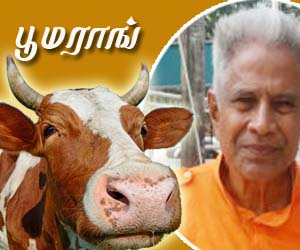 பூமராங்