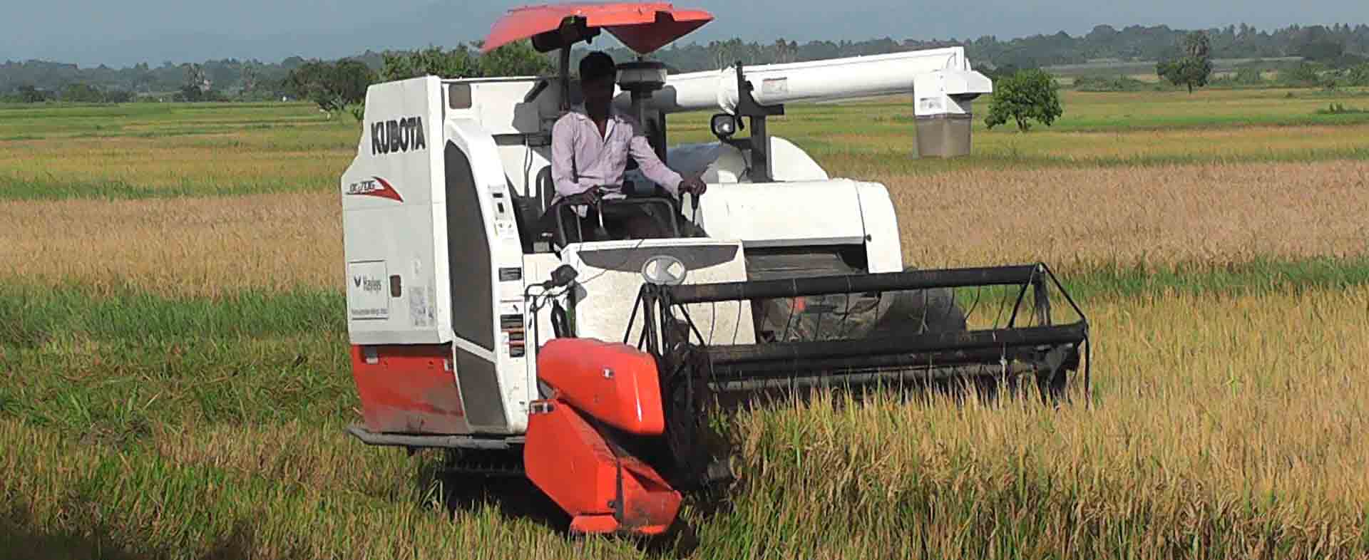உள்ளுர் வியாபாரிகள் நெல் கொள்வனவில் மோசடி: அம்பாறை மாவட்ட விவசாயிகள் புகார்