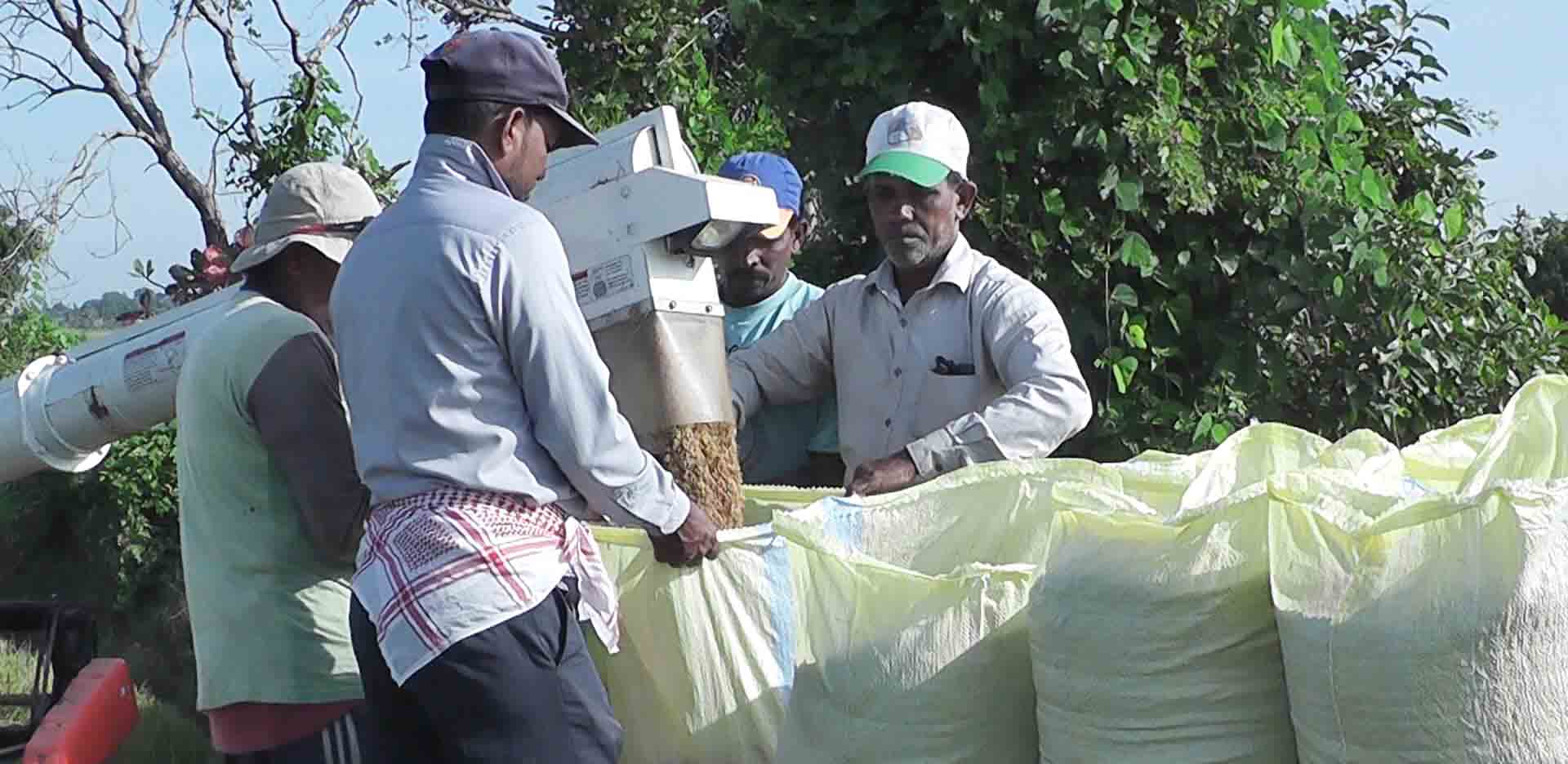 நெல் மற்றும் அரிசி கொள்வனவு, உற்பத்தி, விற்பனையின் போது சமூகப் பாதுகாப்பு வரியை நீக்க அமைச்சரவை அங்கிகாரம்