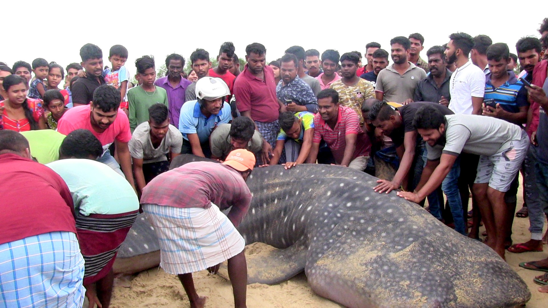 பெரிய நீலாவணையில் கரைவலைக்கு சிக்கிய ராட்சத சுறா; அரிய வகை மீன் என்பதால் கடலில் விடப்பட்டது