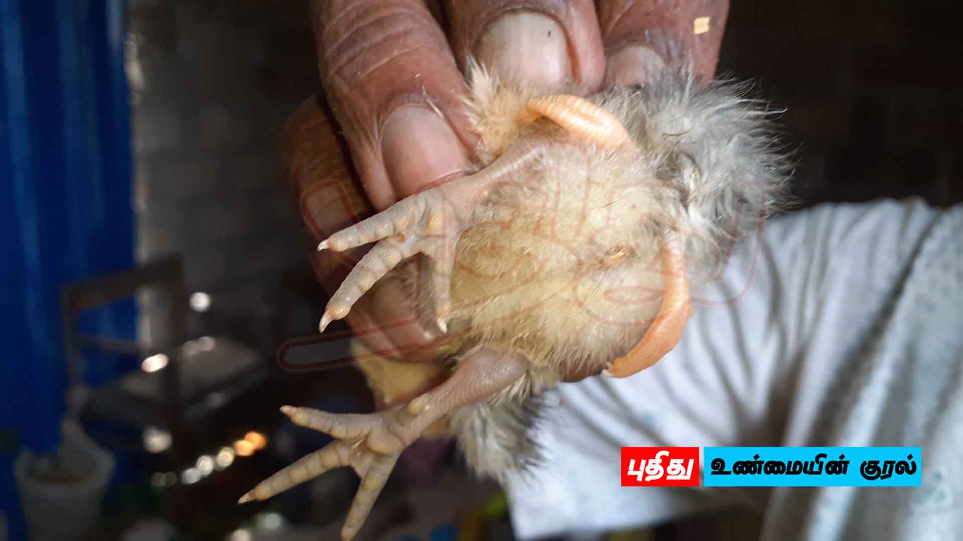 நான்கு கால்களுடன் கோழிக்குஞ்சு: அட்டாளைச்சேனையில் அதிசயம்