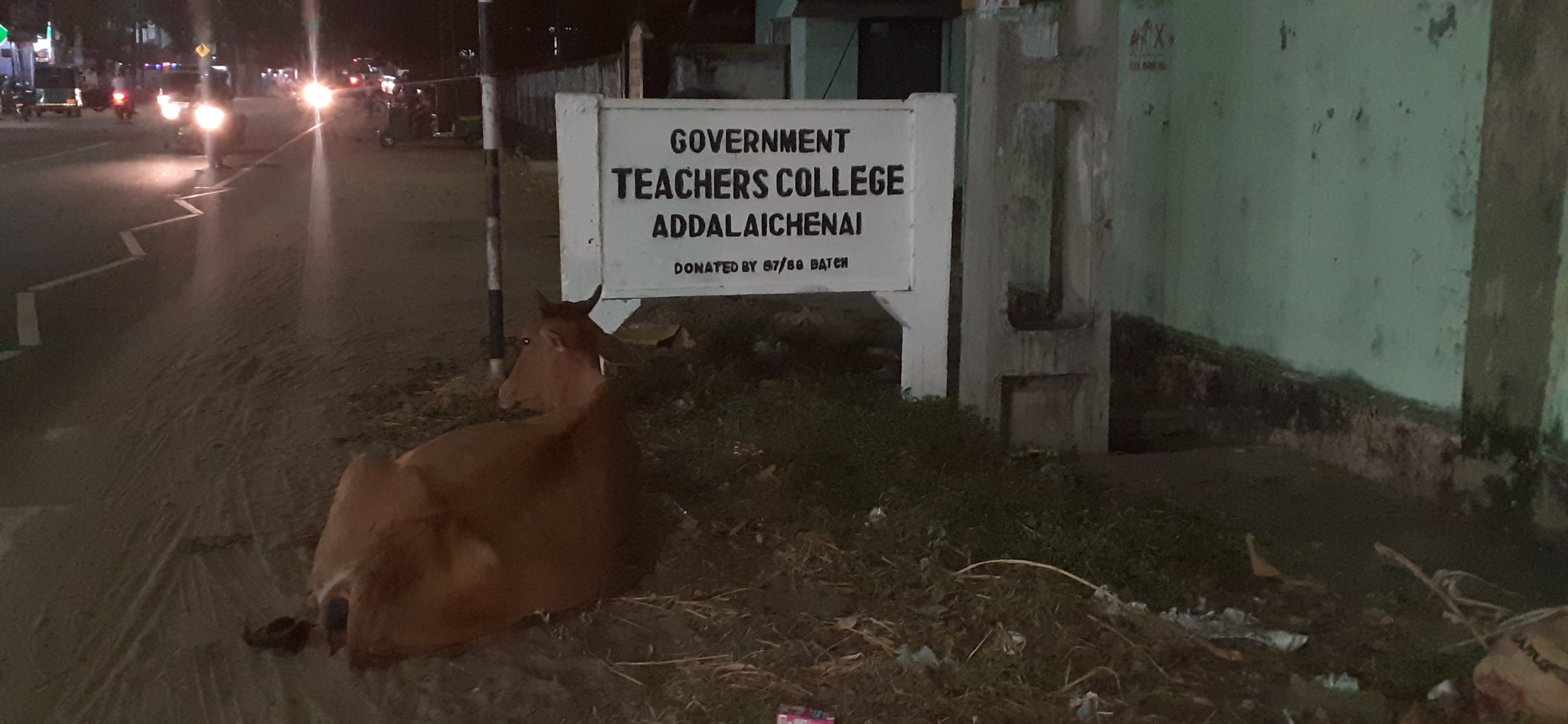 மாடுகளும், மாடுகளை வளர்க்கும் ‘மாடு’களும்; யார் கவனிப்பது: அட்டாளைச்சேனையில் தொடரும் உயிராபத்து