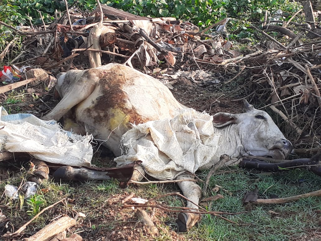 அச்சுறுத்தலை எதிர்கொள்ளும் அட்டாளைச்சேனை ஆறு: கழிவுகள் கொட்டப்படும் இடமாகுவதாக மக்கள் விசனம்