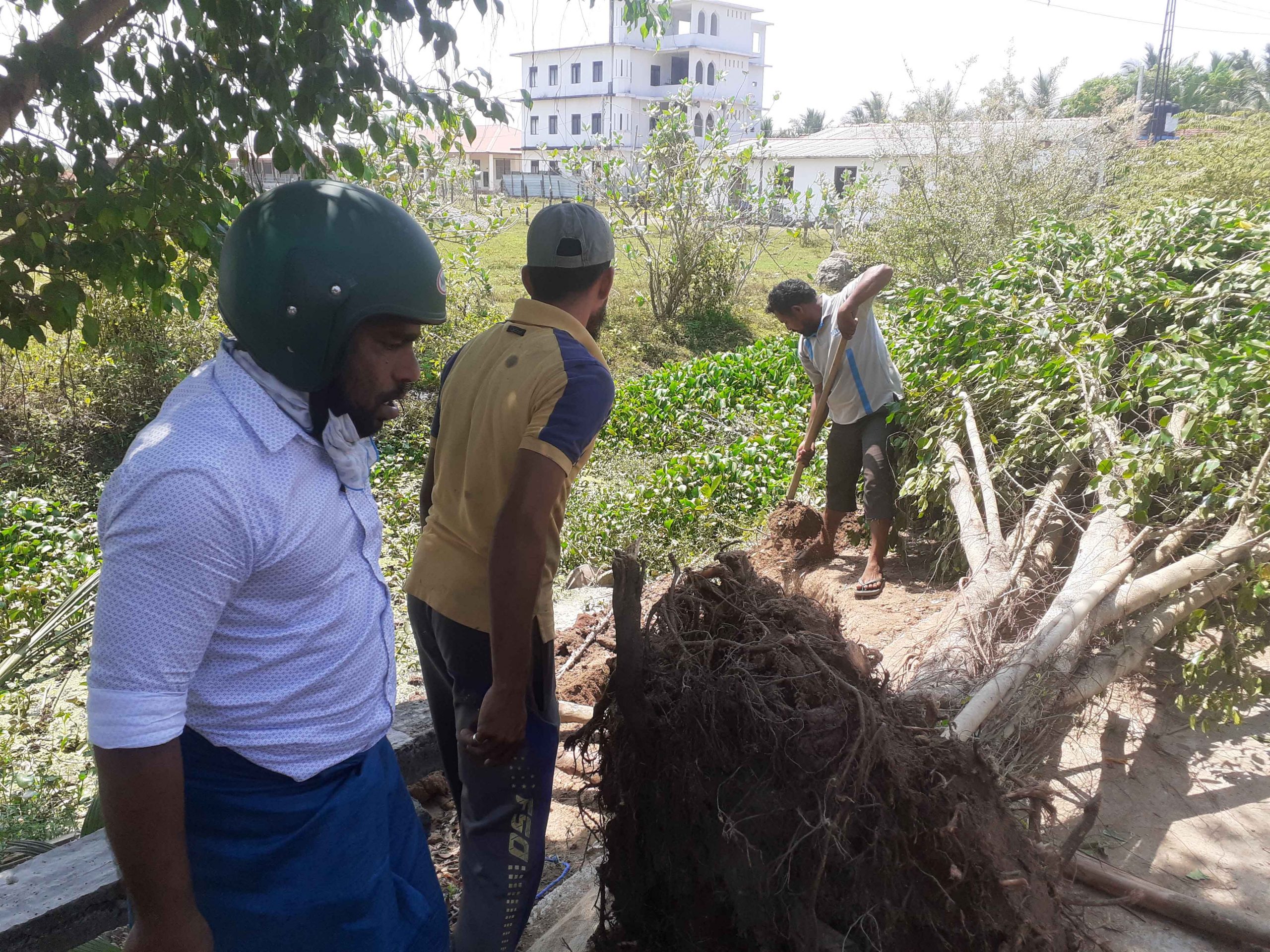 அட்டாளைச்சேனையில் மரங்களைப் பிடுங்கி நிந்தவூருக்குக் கொண்டு செல்ல முயன்ற கும்பல் அகப்பட்டது: பொலிஸாரின் தலையீட்டுடன், இருந்த இடத்தில் நடப்பட்டது மரம்