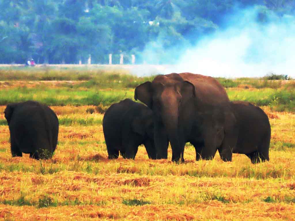 44 யானைகள் இந்த ஆண்டு மட்டும் உயிரிழப்பு: விஷம் வைத்தும் கொன்றுள்ளார்கள்