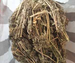 நாட்டுக் கஞ்சாவுடன் பெண் கைது: அக்கரைப்பற்று ராணுவ புலனாய்வு பிரிவினர் நடவடிக்கை
