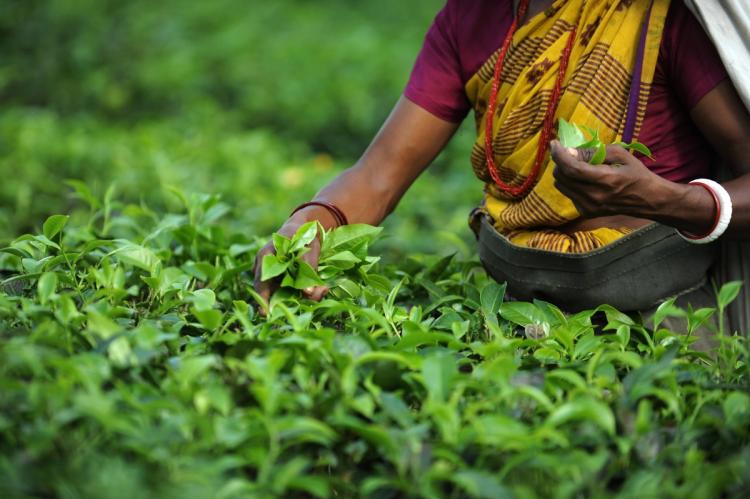 தோட்டத் தொழிலாளர்களுக்கு 1750 ரூபாய் நாட்கூலி, இந்த வருடத்துக்குள் வழங்கப்படும்: ஜனாதிபதி உறுதி