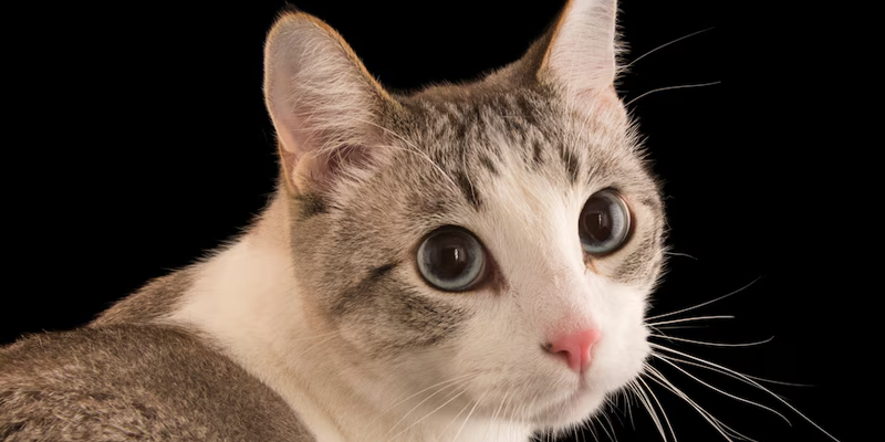 பூனைகளால் ரேபிஸ் நோய் நாட்டில் அதிகரித்து வருவதாக எச்சரிக்கை