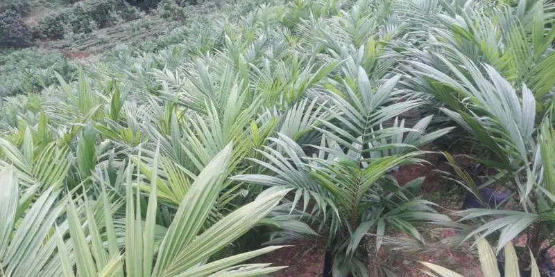 பார்ம் எண்ணெய் இறக்குமதிக்காக, நாடு அதிகம் செலவிடுவதாக தெரிவிப்பு